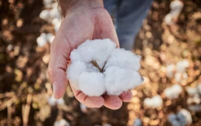 Regenerative cotton, a step forward in sustainable fashion